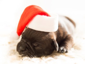 Keeping Your Dog In Good Health This Winter