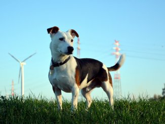 Taming a Stubborn Dog