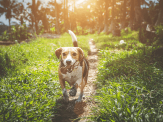 Ensure Life with Your New Dog Isn't a Slog