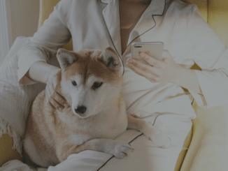 How to Adapt Your Home for Your Dog