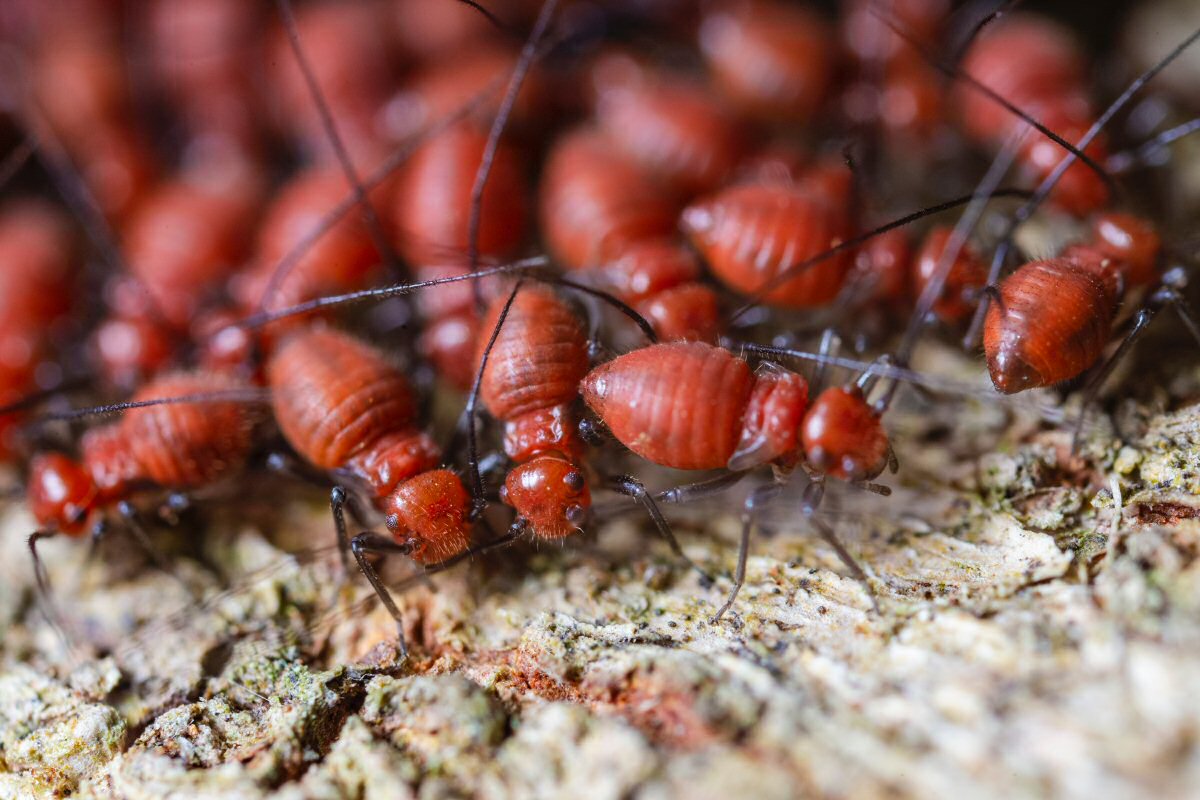termites and other dangerous household pests